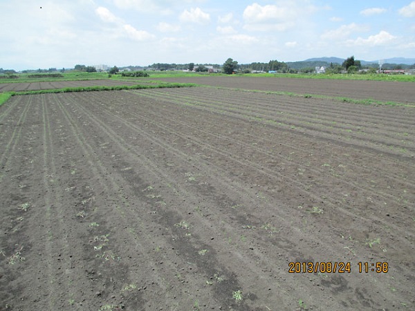 水やりもしてました