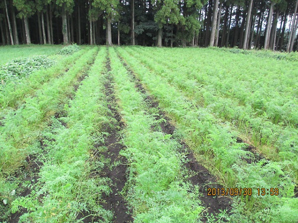 ６月蒔きの人参