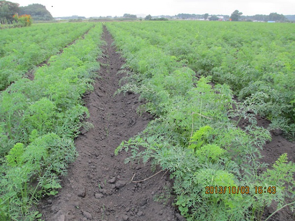 水やりで育つことも