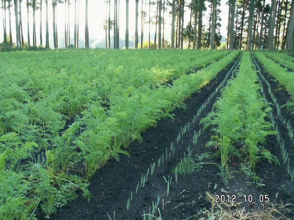 人参とベッチ同時蒔き