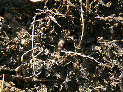 人参敷き草の下